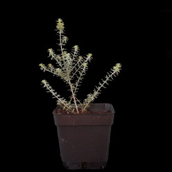 Westringia | Bonsai Zero...