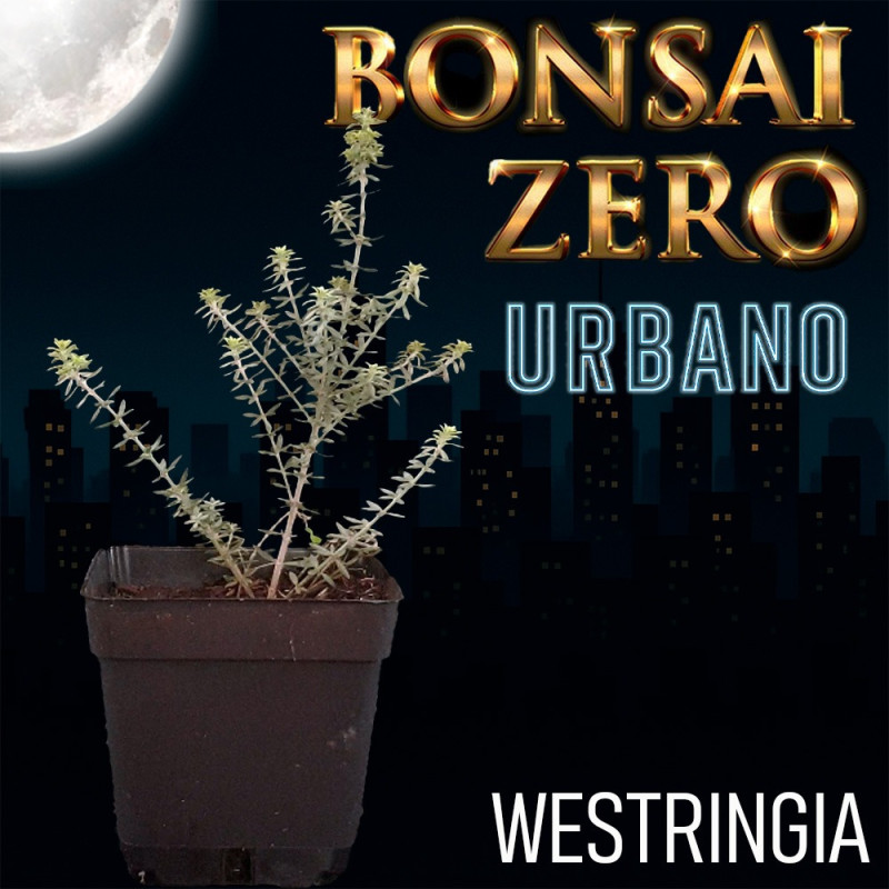 Westringia | Bonsai Zero URBANO