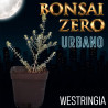 Westringia | Bonsai Zero URBANO