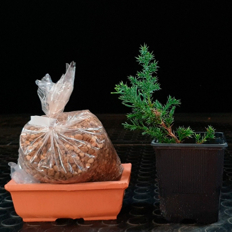 Juniperus San José Shohin Bonsai Zero