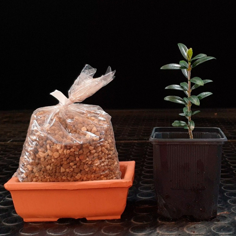 Acebuche Shohin Bonsai Zero