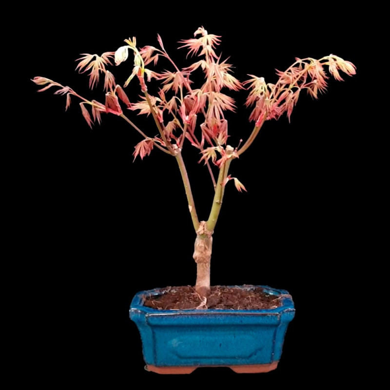 Acer palmatum atropurpureum 7 años