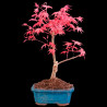 Acer palmatum deshojo 7 años