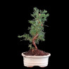 Juniperus chinensis kyushu 7 años