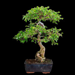 Olmo Chino (ulmus...