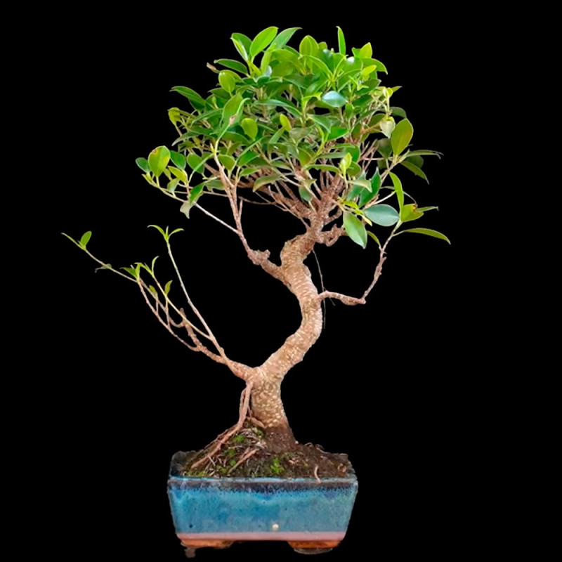 Ficus microcarpa Var. Tiger Bark 6 años