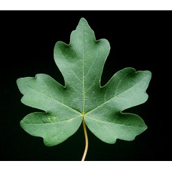 Arce Campestre | Bonsai Zero colador REDONDO