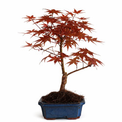 Acer palmatum deshojo 7 años