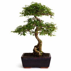 Olmo Chino (ulmus...