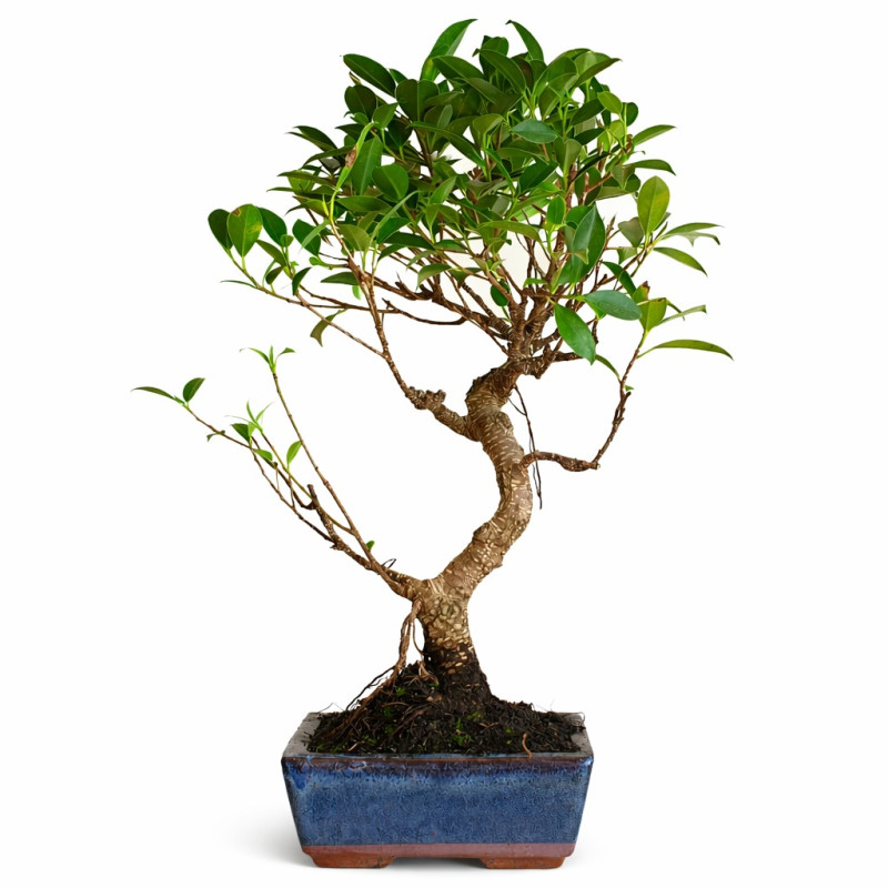 Ficus microcarpa Var. Tiger Bark 6 años