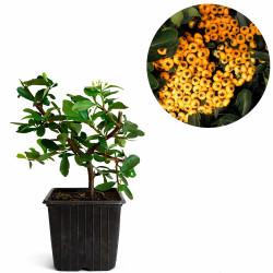 Pyracantha de fruto amarillo