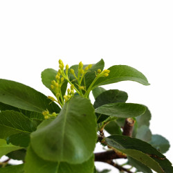 Pyracantha de fruto amarillo