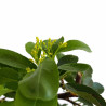 Pyracantha de fruto amarillo