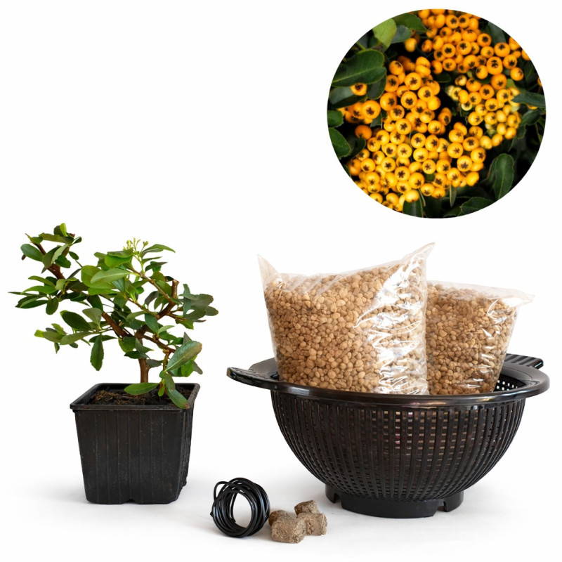 Pyracantha de fruto amarillo | Bonsai Zero colador REDONDO
