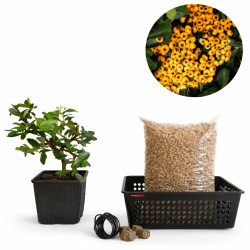 Pyracantha de fruto...