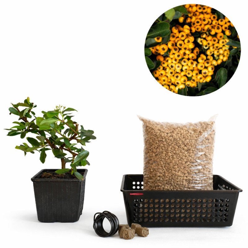 Pyracantha de fruto amarillo | Bonsai Zero URBANO