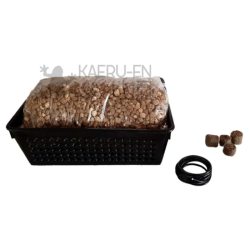 Granado enano (punica granatum nana) | Bonsai Zero URBANO