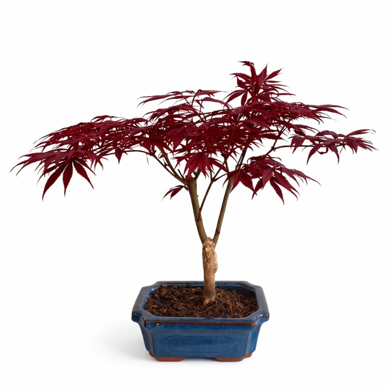 Acer palmatum atropurpureum 7 años