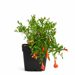 Granado enano (punica granatum nana) | Bonsai Zero colador REDONDO