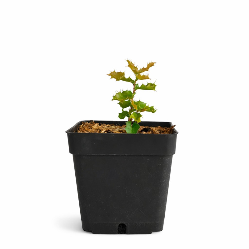 Coscoja de semilla  (Quercus coccifera)