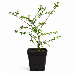 Olmo Chino (ulmus parvifolia)