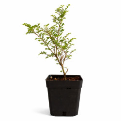 Ulmus Hokkaido ‘Seiju’