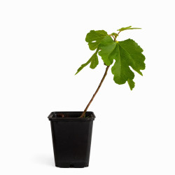 Ficus Carica "Higuera"