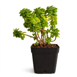 Plectranthus Tomentosa...