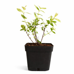 Sauce 'Hakuro Nishiki'