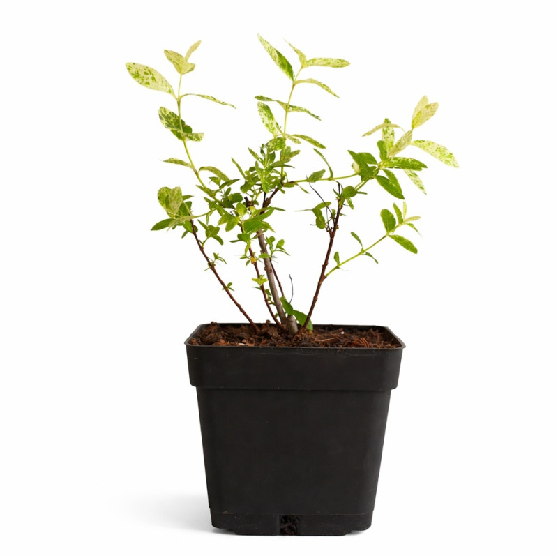 Sauce 'Hakuro Nishiki'