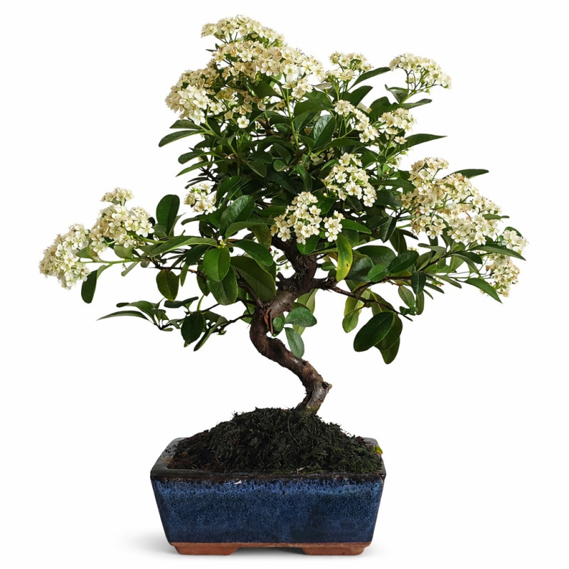 Pyracantha angustifolia 7 años