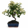Pyracantha angustifolia 7 años