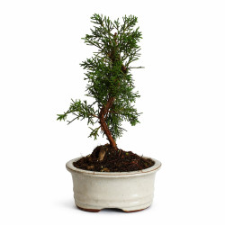 Juniperus chinensis kyushu...