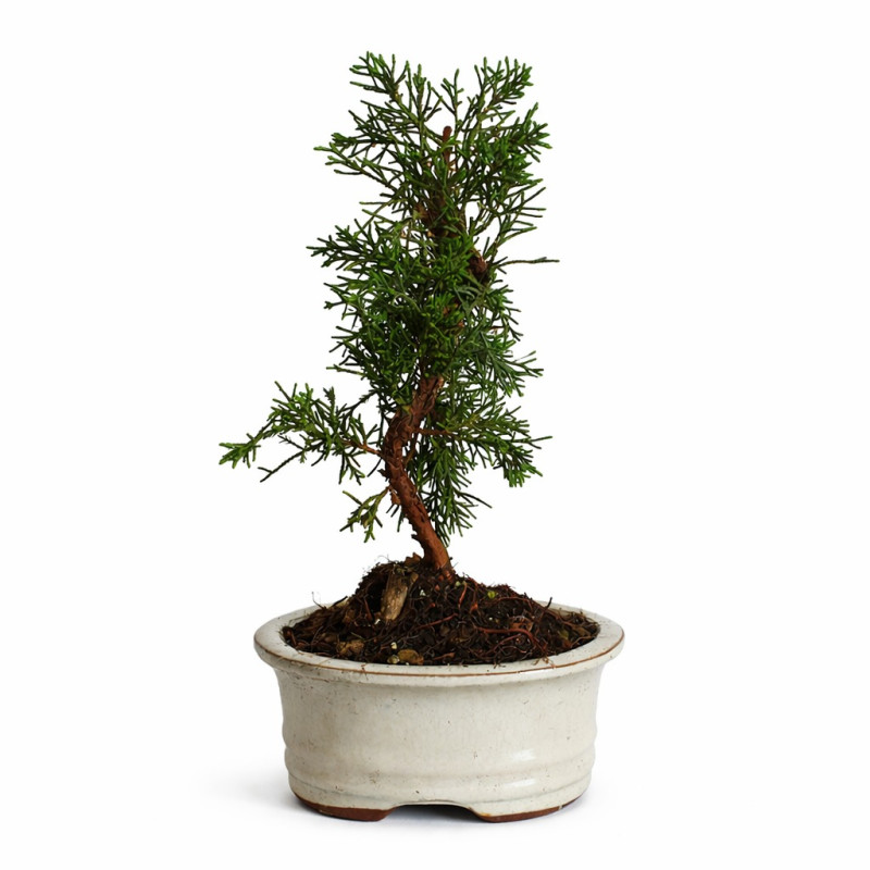 Juniperus chinensis kyushu 7 años