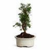 Juniperus chinensis kyushu 7 años