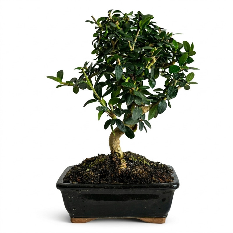 Acebuche 8 años