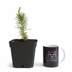 Pino Negro Japonés...