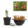 Pino Negro Japonés (thunbergii) | Bonsai Zero colador REDONDO