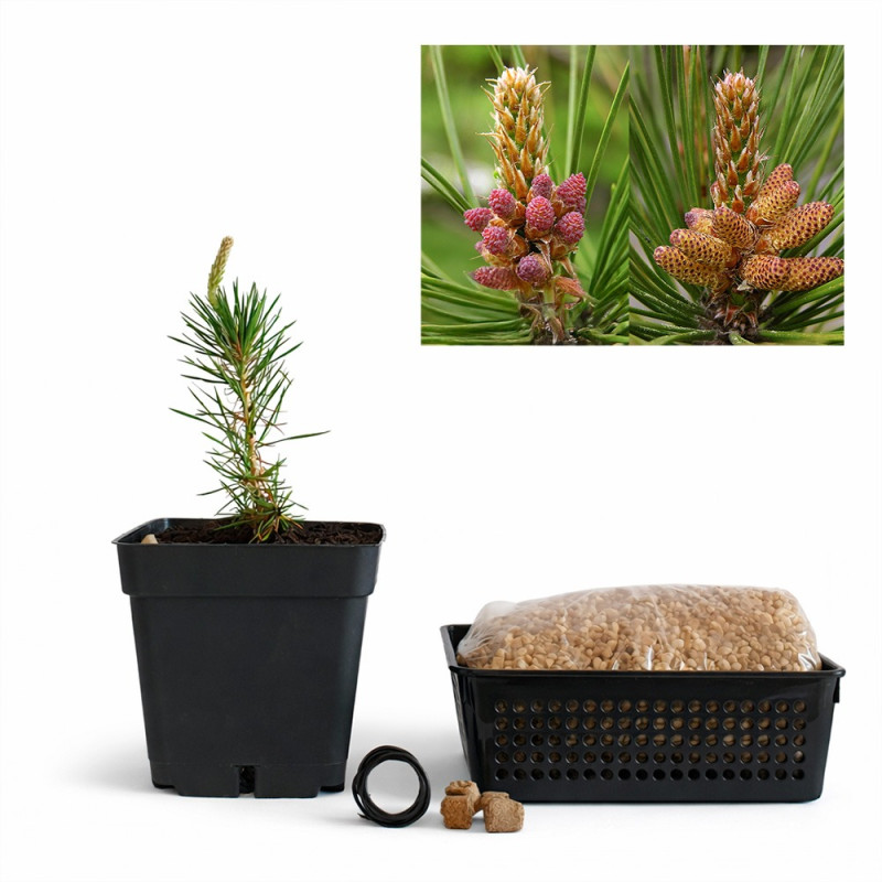 Pino Negro Japonés (thunbergii) | Bonsai Zero URBANO