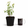 Sauce 'Hakuro Nishiki' | Bonsai Zero colador REDONDO