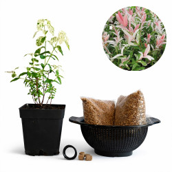 Sauce 'Hakuro Nishiki' |...