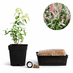 Sauce 'Hakuro Nishiki' |...