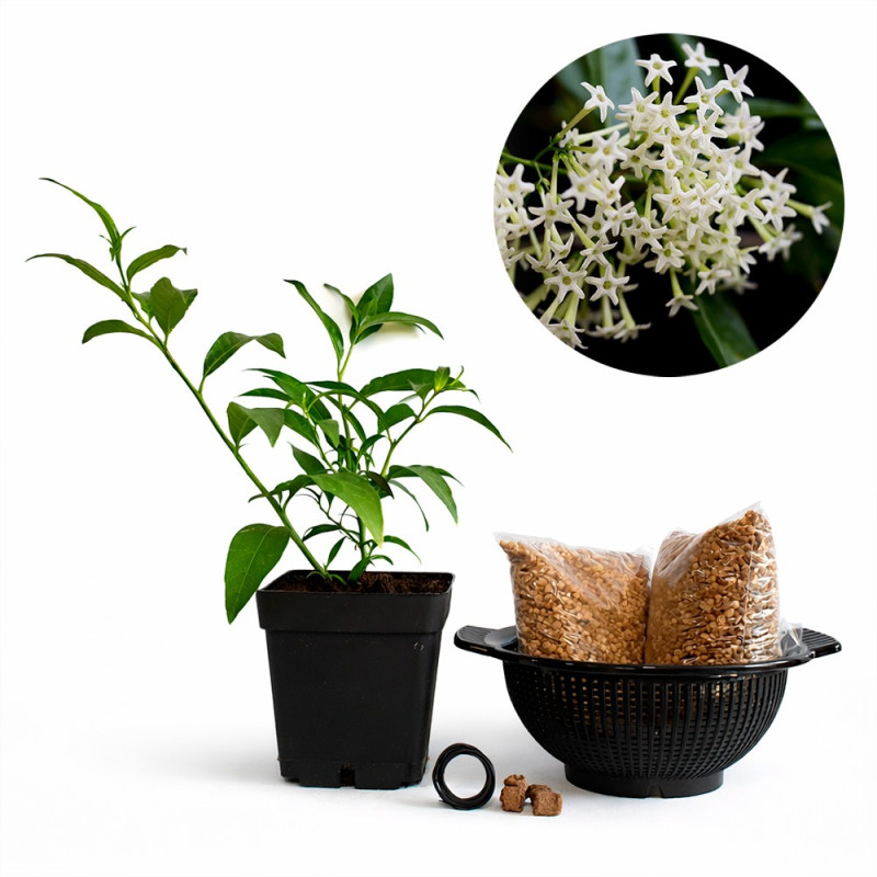 Dama de Noche | Bonsai Zero colador REDONDO