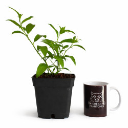 Dama de Noche | Bonsai Zero URBANO