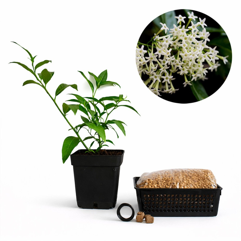 Dama de Noche | Bonsai Zero URBANO