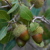Coscoja de semilla  (Quercus coccifera)