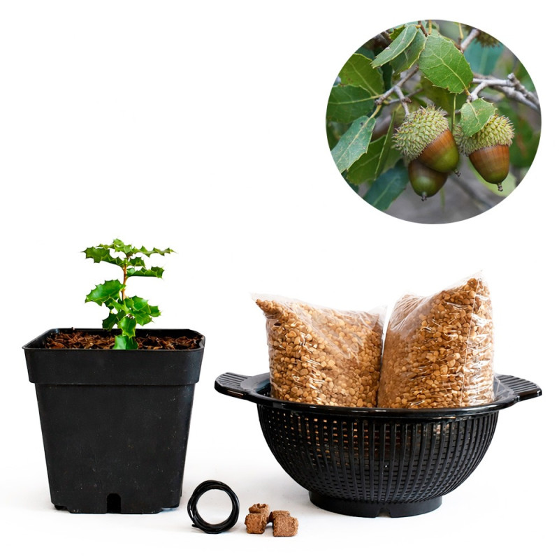 Coscoja de semilla (quercus coccifera) | Bonsai Zero colador REDONDO