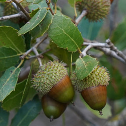 Coscoja de semilla (quercus coccifera) | Bonsai Zero colador REDONDO