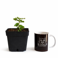 Coscoja de semilla (quercus coccifera) | Bonsai Zero URBANO