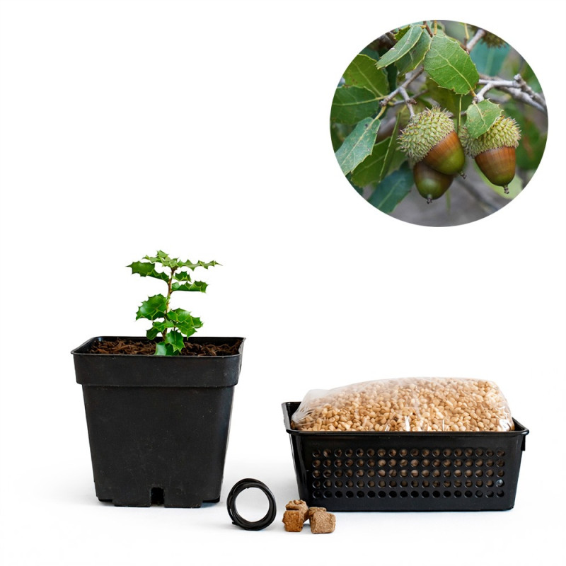 Coscoja de semilla (quercus coccifera) | Bonsai Zero URBANO